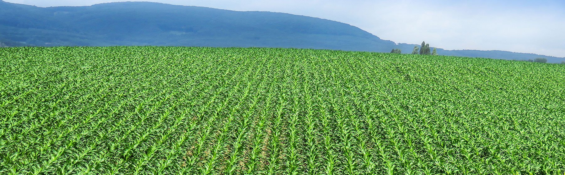 Agriculture in Kenya